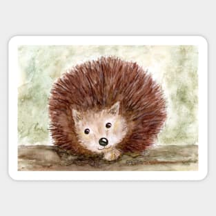 hedgehog "snub nose" Sticker